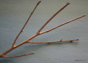 Branch/Stump/Root of Jesse