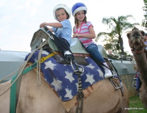 rd to bethlehem camels